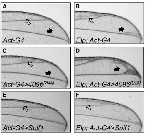 Figure 4 CG4096a region of extra-vein material above vein 2 (open arrow). (C)GAL4above vein 2 (open arrow)