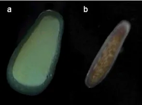 Figure 1(a) A broadcast spawned larva ( no symbionts (b) a brooded larvae (Goniastrea retiformis) with Leptasrea cf