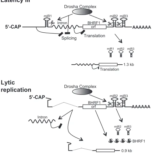 FIG. 8. Splicing and Drosha RNA processing coordinately controlthe selective expression of miRNA from the LTIII BHRF1 RNA