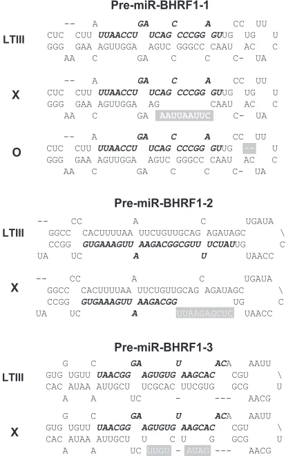 FIG. 2. Mutations disrupt the hairpin structures of pre-miR-BHRF1-1, pre-miR-BHRF1-2, and pre-miR-BHRF1-3
