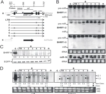 FIG. 3. Blocking Drosha cleavage of the exon does not affect the mRNA level and encoded protein expression