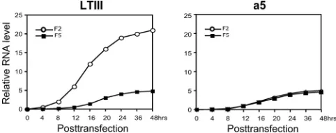 FIG. 5. AccumulationofBHRF1 transcripts. The 293 cells were transfected by construct aLTIIIor a5 (Fig
