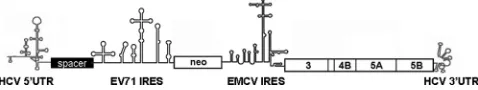 FIG. 1. Schematic presentation of the genome organization ofHCV subgenomic replicon pUC-HCV1b-sp-EVI-neo45