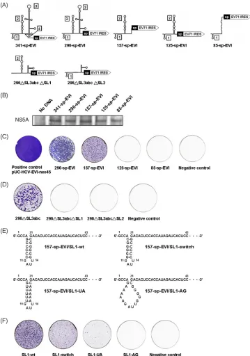 FIG. 2. Colony formation assay of HCV replicons with different 5�transfection and G418 selection, cells were ﬁxed and stained with crystal violet