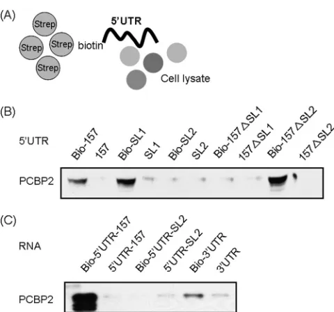 TABLE 1. Cellular proteins binding to the replicationregion of the HCV 5�UTR