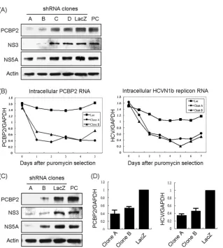FIG. 4. Effects of PCBP2 knockdown in HCV replicon cells and HCV-infected cells. (A) The HCV replicon Rep1.1 cells were infected withlentiviruses containing four different shPCBP2 clones