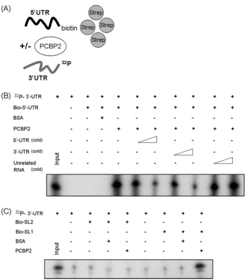 FIG. 7. PCBP2 is involved in HCV IRES-mediated translation.(A) The structure of the bicistronic plasmid psiCHECK containing renilla