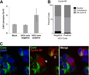 FIG. 7. Detection of Cdk1 phospho-Tyr15 and localization of cyclin B1 in mock- or HCV-infected Huh7.5 cells