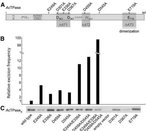 Figure 25 Adeblot analysis of wild-typethe quadruple mutant 288forAcdent experiments for the wild-type AcTPase and mutant derivative expression in1 (aa 293–376),transposases