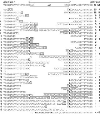 Figure 3 Dsment that result from resolution of intermediatehairpin structures formed at theDNA during excision