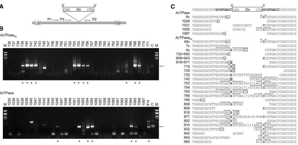 Table 1 Ds excision in Arabidopsis