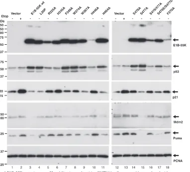 FIG. 9. Chemosensitization by Ad12 E1B-55K mutants. The parental HCT116 cell line and a panel of derived cell lines expressing wt Ad12 E1B-55K orthe indicated mutant as in Fig