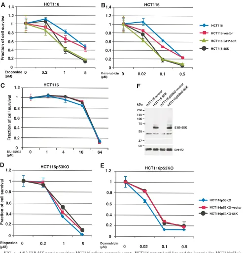 FIG. 4. Ad12 E1B-55K protein sensitizes HCT116 cells to genotoxic agents. HCT116 parental cell line and the isogenic line HCT116p53�(D) or doxorubicin (E)