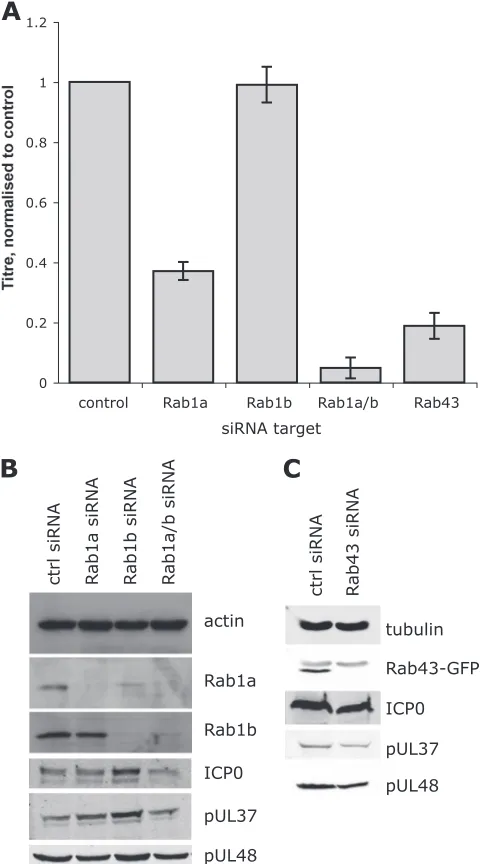 FIG. 2. Rab1a/b and Rab43 are required for infectious virusproduction. HeLa cells were transfected once (Rab1a/b) or twice