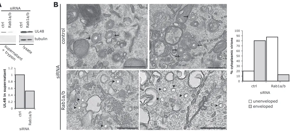 FIG. 4. Functional Rab1a/b is required for HSV-1 assembly. (A) A549 cells were transfected with Rab1a/b or control siRNA and infected withHSV-1 (MOI, 5)