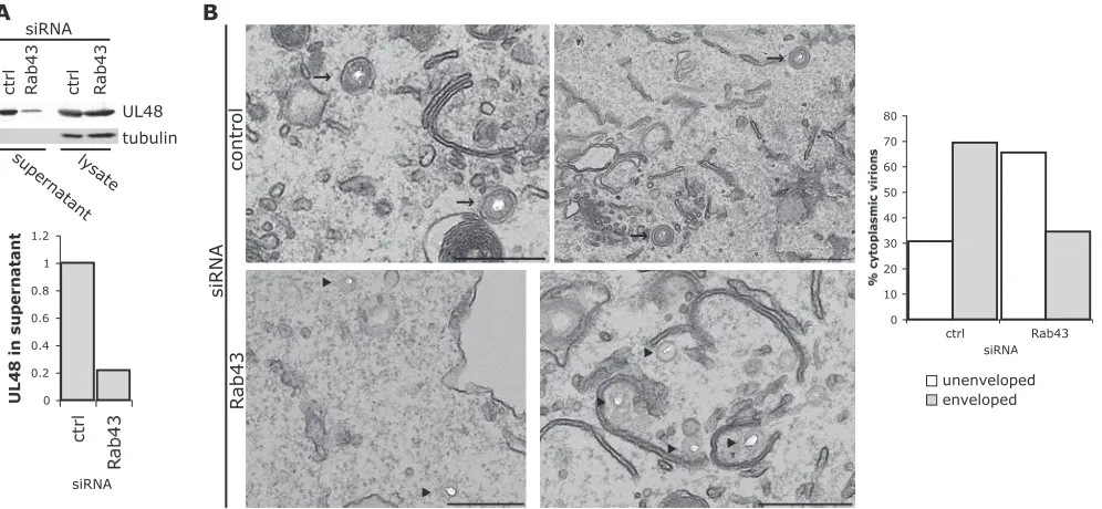 FIG. 7. Functional Rab43 is required for HSV-1 assembly. (A) A549 cells were transfected with Rab43 or control siRNA and infected withHSV-1 (MOI, 5)
