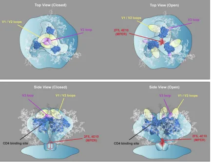 FIG. 6. Model depicting MPER neutralizing antibody access to primary isolate and lab-adapted virus functional spikes before and after CD4engagement