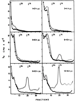 FIG. 2.pHLuIlfDNAthe Sedimentation analysis of low-molecular-weight DNA extracted from both mock-infected (0) and virus-infected (0) synchronized HeLa cells at various times p.i