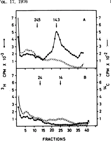 FIG. 3.DNA Sedimentation analysis of double-labeled of low molecular weight extracted from (A)