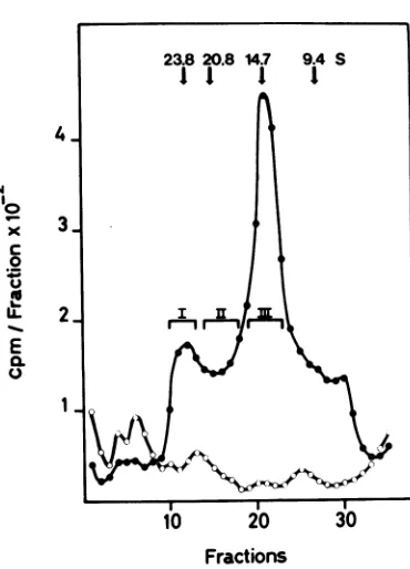 Fig. 6).gradients Corresponding pools were obtained from loaded with Hirt supernatant DNA ofmock-infected cells.