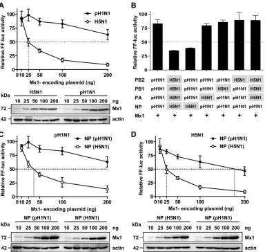 FIG. 1. The origin of NP determines Mx1 sensitivity of inﬂuenza A virus polymerase activity