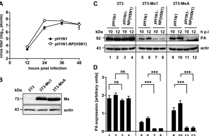 FIG. 2. The NP of avian H5N1 origin increases Mx sensitivity of a reassortant pH1N1 virus