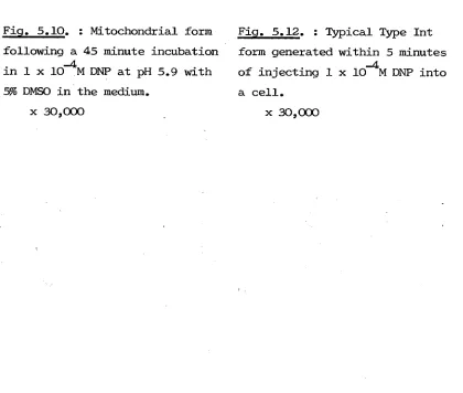 Fig. 5.10. : Mitochondrial form 