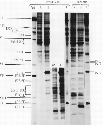 FIG.1.phoresis.Mock-infectedcells.andcells/mlcellinto SDS-polyacrylamide gel electrophoresis of cell extracts from Ad2-infected and mock-infected HeLa Ad2-infected HeLa cells were harvested at 3 and 18 h postinfection and suspended at a density of 5 x 10' 