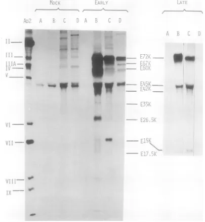 FIG. 2.preparationanalyzedcelltononimmunizedimpregnatedimmunoprecipitation Fig. Immunoprecipitation of [3("SJmethionine-labeled polypeptides from Ad2-infected and mock-infected extracts