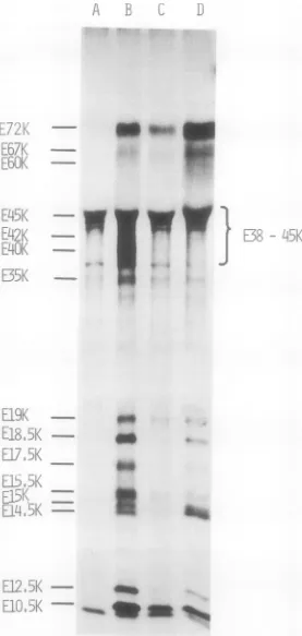 FIG. 4.followedinfectedwastreatedmock-infectedTableharvested Immunoprecipitation of in vitro synthesized polypeptides