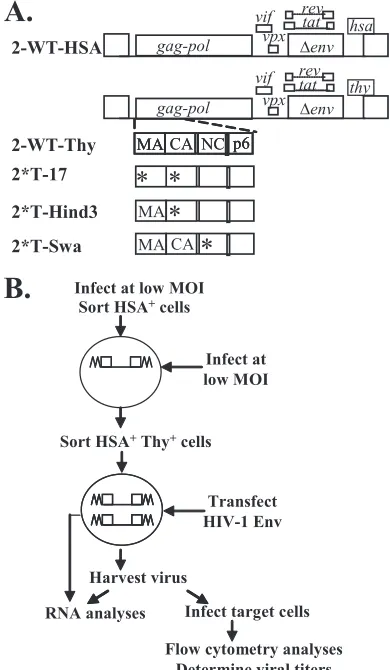 FIG. 1. Strategy to determine HIV-2 RNA packaging require-ments. (A) General structures of modiﬁed HIV-2 genomes
