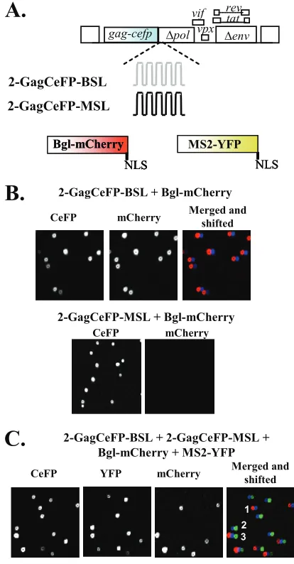 FIG. 2. Comparisons of viral titers (A), RNA expression levels (B),and virion RNA encapsidation (C) from cells containing a provirus