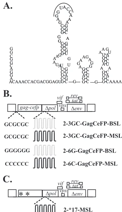 FIG. 4. HIV-2 5�posed structure of a portion of the HIV-2 5structures of the modiﬁed HIV-2 genomes with altered loop sequencesin SL1