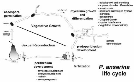 Figure 
  S1 
   
   
  Major 
  developmental 
  steps 
  of 
  the 
  P. 
  anserina 
  life 
  cycle 
  and 
  features 
  that 
  have 
  been 
  assessed 
  in 
  the 
  MAPK 
  mutants