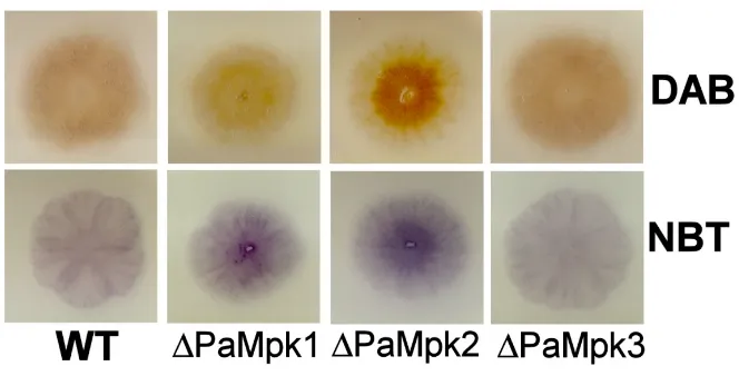 Figure 
  S3 
   
   
  DAB 
  and 
  NBT 
  staining. 
   
  Assays 
  were 
  performed 
  on 
  three-­‐day 
  old 
  mycelia
