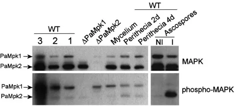 Figure 2 Immunoblot analysis of amounts of PaMpk1 and PaMpk2as controls. Mycelium of 3-day-old WT cultures was separated into threezones corresponding to 1 day of growth (1), 2 days (2), and 3 days (3) orextracted as a whole (mycelium)