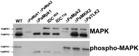 Figure 3 Amounts and phosphorylation of PaMpk1 and PaMpk2 weremeasured in the indicated strains in 3-day-old mycelia