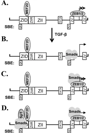 FIG. 11. Working model for regulation of BZLF1 gene expressionby Smads. See Discussion for details.