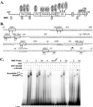 FIG. 4. Identiﬁcation of novel Smad-binding elements within Zp. (A) Schematic diagram indicating cis�with their knownare indicated within rectangles