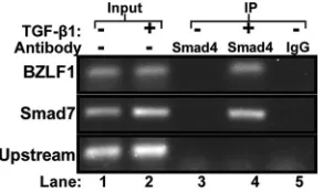 FIG. 5. Competition EMSAs used to determine relative binding afﬁnities of Zp SBEs for Smad4