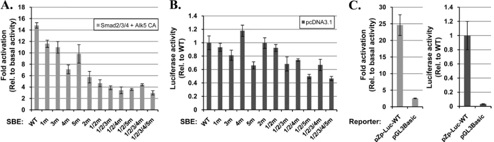 FIG. 8. SBEs act cooperatively to enhance transcription from Zp. (A) Effects of mutations in SBEs on the Smad-mediated activation of Zp.AGS cells in 24-well plates were cotransfected with 80 ng of pZp-Luc-WT or the indicated variant of it containing the SBE base pair substitution