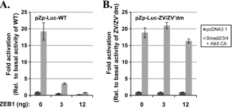 FIG. 10. ZEB1 attenuates TGF-�tion from Zp. AGS cells in 24-well plates were cotransfected with 80 ngof pZp-Luc-WT or a mutant variant of it containing the base pairsubstitution mutations in the ZV and ZVFig