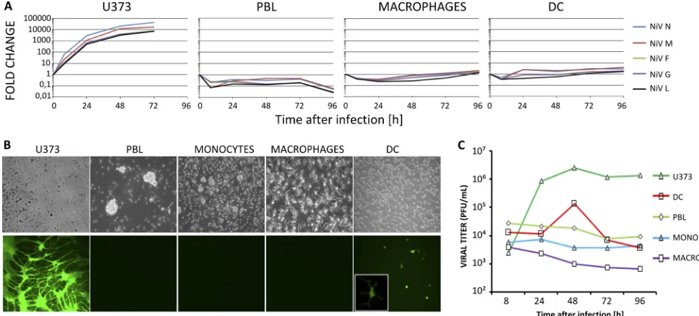 FIG. 1. NiV replication in human leukocytes. (A) Kinetics of the expression of NiV N, M, F, G, and L genes in PBLs, DC, macrophages, andU373 cells infected with NiV after analysis by RT-qPCR