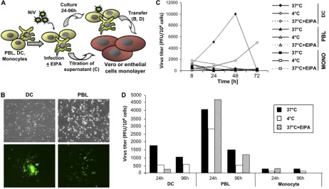 FIG. 3. Transinfection capacity of human leukocytes. (A) Experimental protocol. PBLs, DC, or monocytes were infected with NiV-EGFP ateither 37°C or 4°C in the presence or absence of EIPA, an inhibitor of NiV entry; washed; and returned to culture