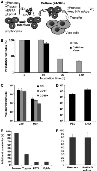 FIG. 4. Characterization of lymphocyte-mediated transinfection. (A) Experimental protocol; lymphocytes were treated or not with trypsin, pronase,EGTA, or EphB4-Fc and then infected with NiV, washed, and further cultured for 24 to 120 h