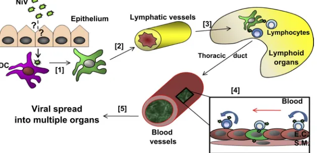 FIG. 6. Model of NiV dissemination within a host. (1) NiV initially enters the host using an ill-deﬁned crossing pathway and subsequentlyinfects local DC within the epithelium of the digestive or respiratory tract