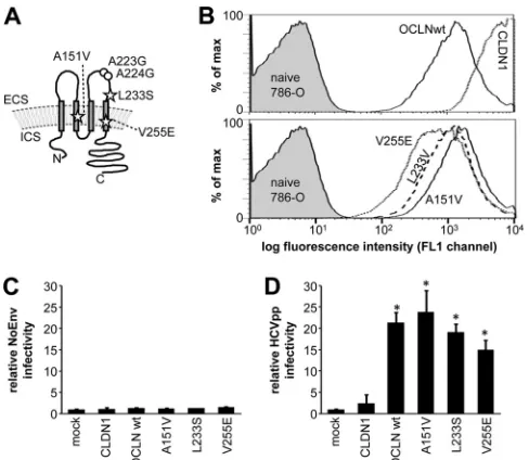 FIG. 1. HCVpp can utilize human OCLN variants for efﬁcient cellentry. (A) Schematic representation of OCLN, with stars indicating the