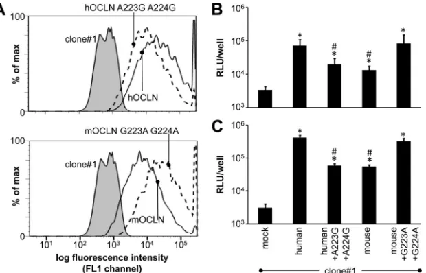 FIG. 5. HCVcc can utilize murine OCLN for cell entry with reduced efﬁciency. (A) Flow cytometric analysis of Venus expression in clone#1cells transduced to express Venus-tagged human or murine OCLN variants as well as chimeric OCLN with residues 223 and 224 exchanged