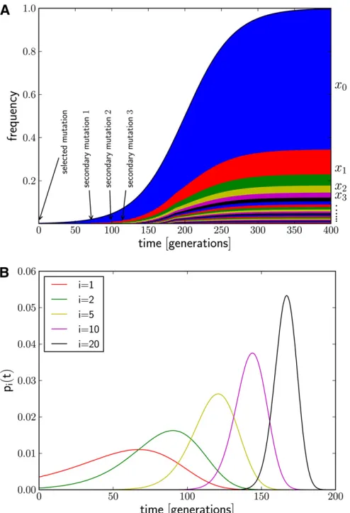 Figure 1 (A) Generation of novel haplotype diversity from secondarylishes and the frequency,of low-frequency haplotypes that all descended from the initial foundinghaplotype