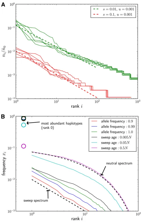 Figure 2 (A) Ensembles of= 1024,number of rare variants whose frequency decays as predicted by Equation7 (bottom dashed line)
